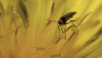 Repoussez les moustiques efficacement - les répulsifs naturels à adopter