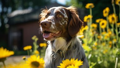 répulsifs pour chiens : éloignez-les des zones indésirables