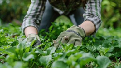 Comment lutter contre les escargots et limaces dans son jardin ?