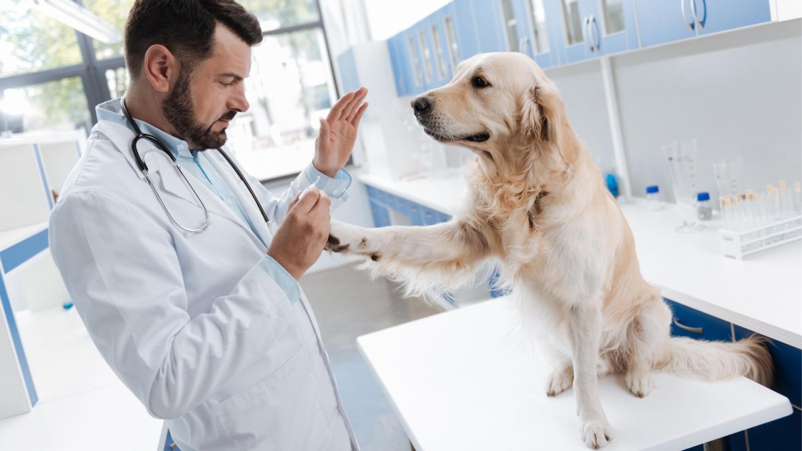 choisir une formule d'assurance pour animal de compagnie réellement adaptée