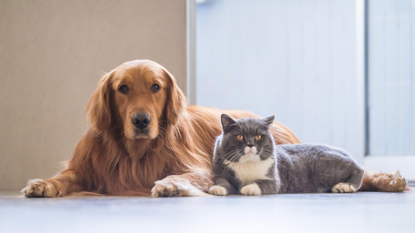 comparer plusieurs formules d’assurance avant de couvrir son animal