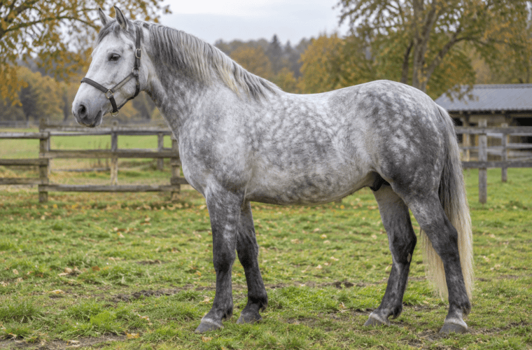 Grand poney gris présenté de profil dans un paddock